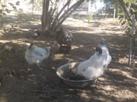 Gallina eslovena barrada — foto 5