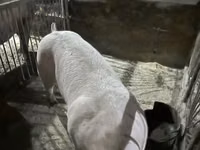 Eber, Schweine — Foto 2
