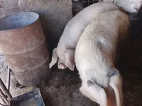 Vier, Porci — foto 6