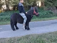 Cheval, Chevaux — photo 2