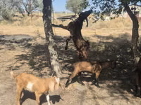 Ziege, Nubian Goat — Foto 2