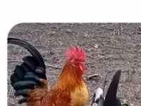 Chickens — photo 2
