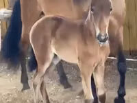 Toychoq, Paso Fino — 5-rasm