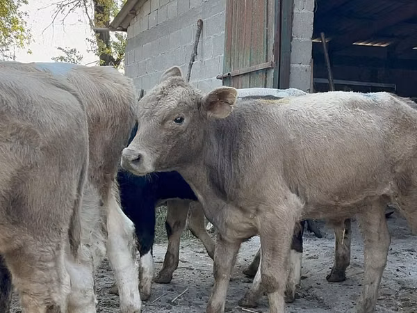 Buğa, Swiss cattle