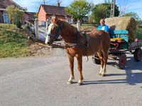 Horse (M), Horses — photo 4