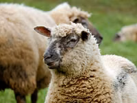 نعجة, Bessarabian sheep — الصورة 3