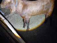 Billy Goat, Nubian Goat — photo 1