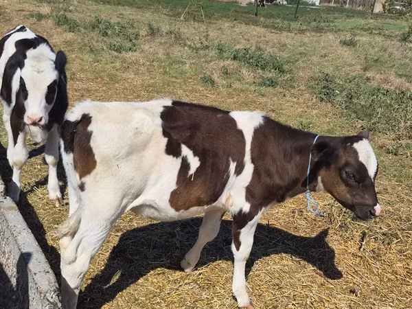 Vacă, Bovine