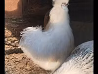 Poule soie — photo 1