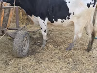 Vacă, Russian Black pied cattle — foto 4