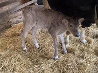 Cow, Holstein breed — photo 1