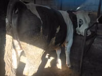 Bulle, Russian Black pied cattle — Foto 5