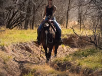 Cal, Quarter Horse — foto 5