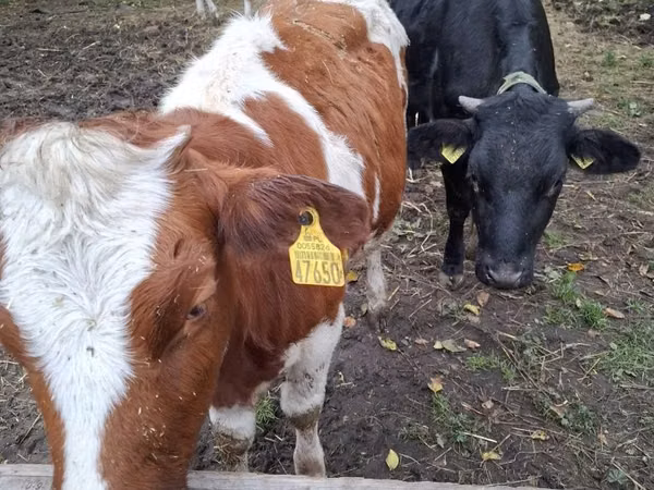 بقرة, Simmental cattle