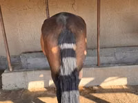 Mare, Horses — photo 3