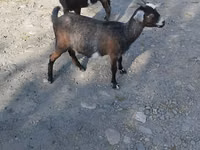 Ziege, Nubian Goat — Foto 1