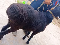 Ram, Hissar sheep — photo 1