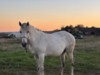 Égua, Cavalos — foto 2