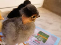 Chickens — फ़ोटो 4