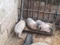 Scroafă — foto 1