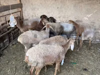 Кой, Койлор — сүрөт 4