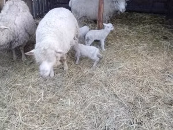 母羊, Merino sheep