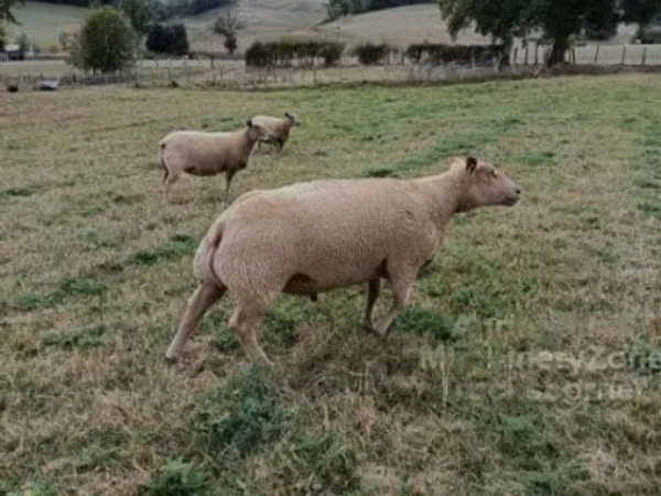 Ram, Charollais sheep