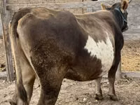 Vaca, Bovinos — foto 5