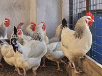 Chickens — Foto 3