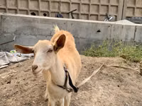 عنزة, Saanen goat — الصورة 3