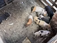 Säue, Schweine — Foto 7