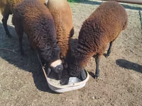 Sheep (batch, sex not specified), Sheep — photo 1