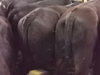 Taureau, Aberdeen-Angus — photo 1