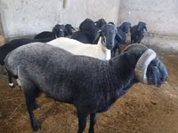 公羊, Sheep — 照片 5