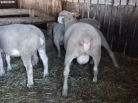 Carnero, Ile-de-France sheep — foto 2