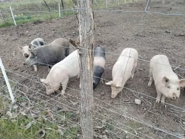 Scroafă, Porci