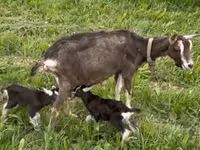 Boucs, Toggenburg goat — photo 5