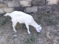 عنزة, Saanen goat — الصورة 4