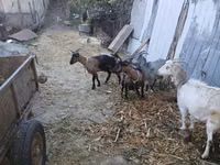 Cabra, Cabras — foto 3