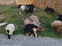 Goats (batch, sex not specified), Goats — photo 1