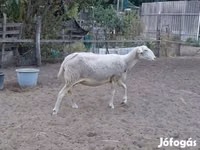 Oaie, Lacaune sheep — foto 3