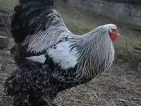 Brahma — photo 5