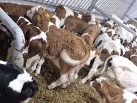 Cattle (batch, sex not specified), Cattle — photo 3