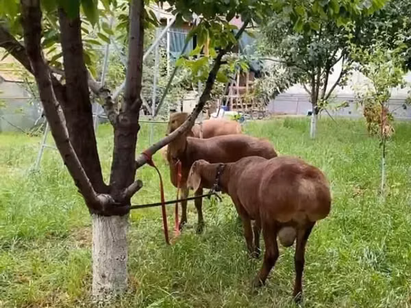 Кочкор, Койлор