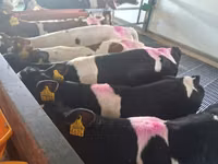 Bulle, Simmental cattle — Foto 8