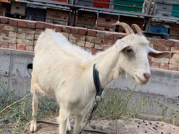 Capră, Saanen goat