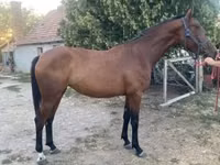 Madyan, Kisber felver — foto 1