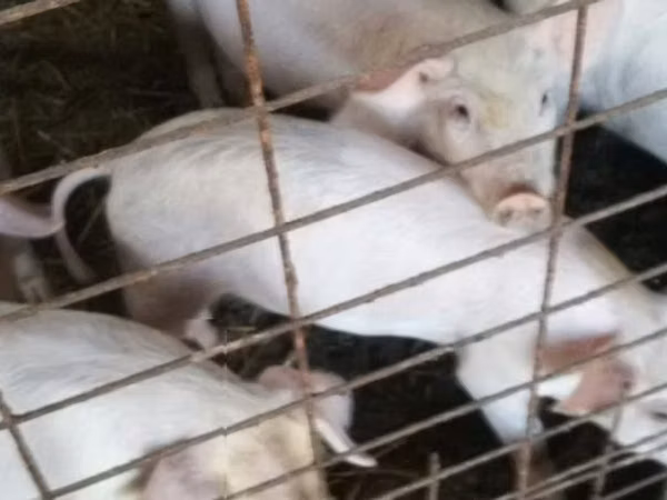 Scroafă, Porci