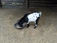 Taka, Nigerian dwarf goats — 4-rasm
