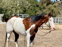 Cal, American paint horse — foto 3